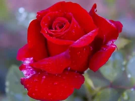 1 (47).webp