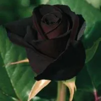 1 (6).webp