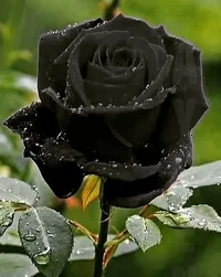 1 (8).webp