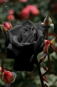 1 (9).webp