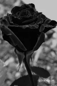 1 (10).webp