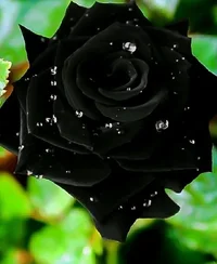 1 (11).webp