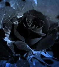 1 (12).webp