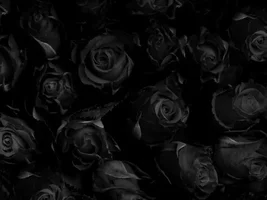 1 (13).webp