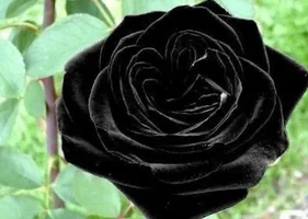 1 (14).webp