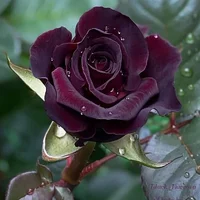 1 (17).webp