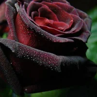 1 (18).webp