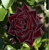 1 (19).webp