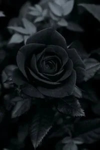 1 (20).webp
