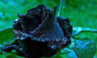 1 (23).webp