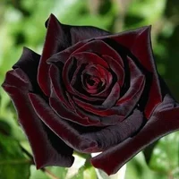 1 (25).webp