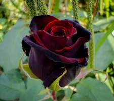 1 (28).webp
