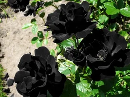 1 (31).webp