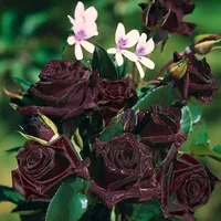 1 (33).webp