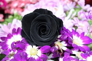 1 (35).webp