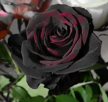 1 (36).webp