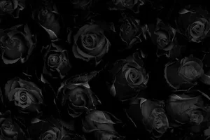 1 (46).webp