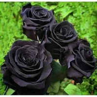 1 (51).webp