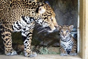 jaguar 3.jpg