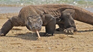 komodo ejderi 3.jpg