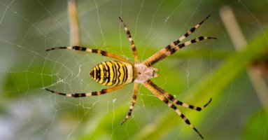 örümcek 3.jpg